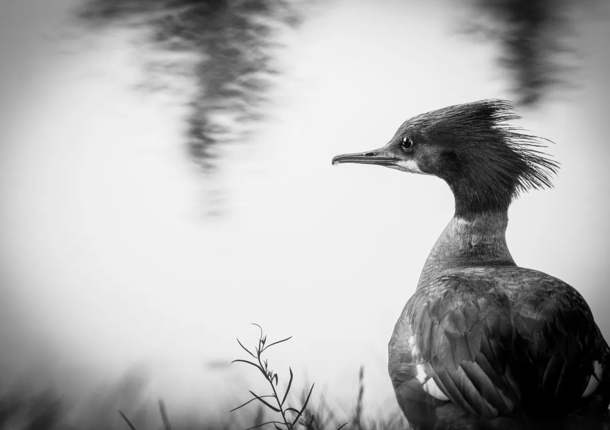 Close-up of a crested duck in profile against a dark background